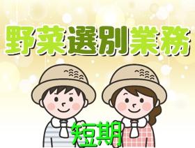 軽作業(週3~OK 9時~17時 野菜選別等 即日スタートOK)