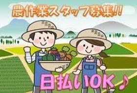 農業(短期/即日~9月末/ミニトマト収穫・箱詰め)