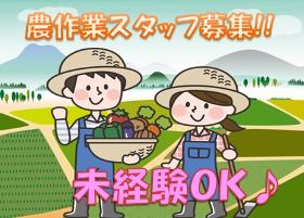 農業(8時~17時、実働7.5h、週3~OK、日曜定休、11月まで)