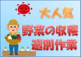 農業(ジャガイモ掘り、選別、除草作業など、9月末までの短期)